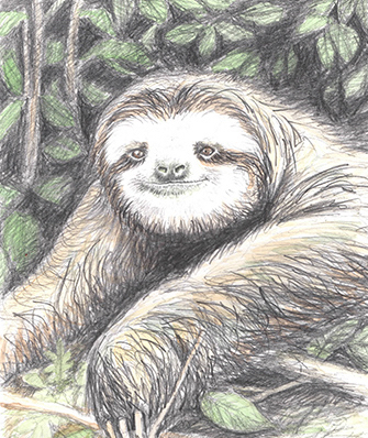 LouiseDennisIllustration - Handcoloured - pencildrawing - sloth