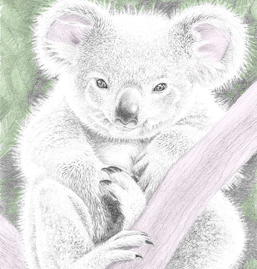 LouiseDennisIllustration - handcoloured - pencil drawing - koala